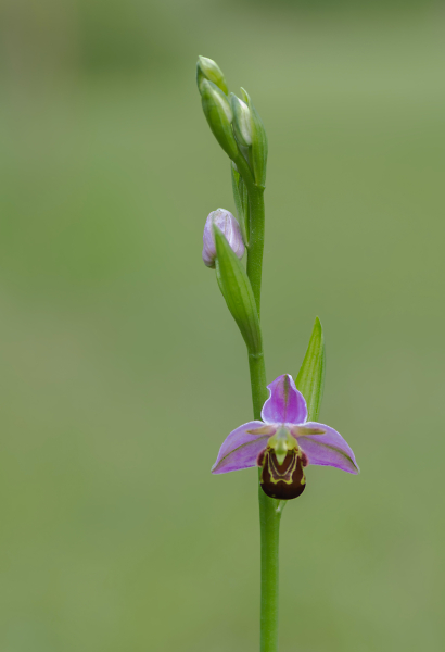 Bee orchid