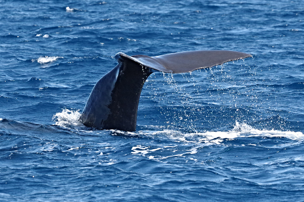 Caribbean Adventure - Sperm Whale diving