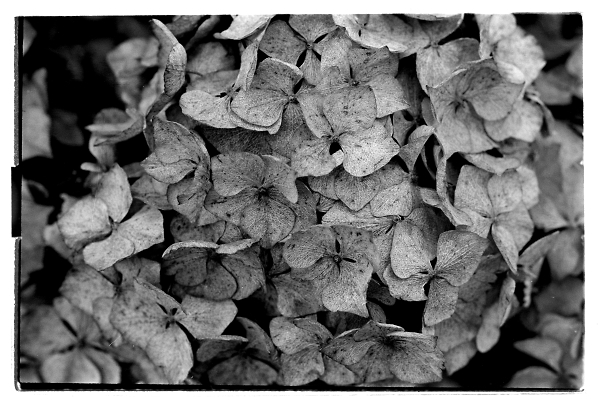 Dried Hydrangea flower head