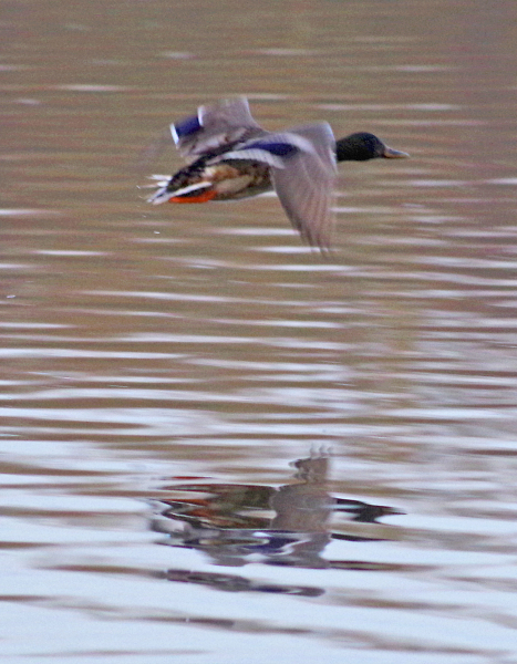 Flying Mallard