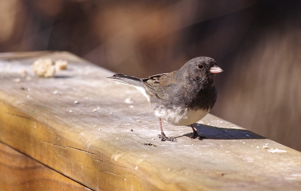 Follow the Bread Crumbs