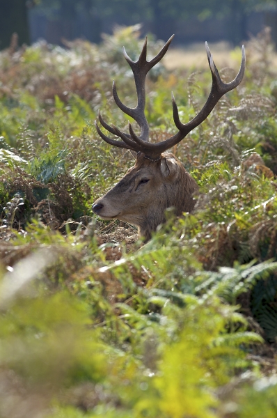 Hide and Seek in Bushey Park
