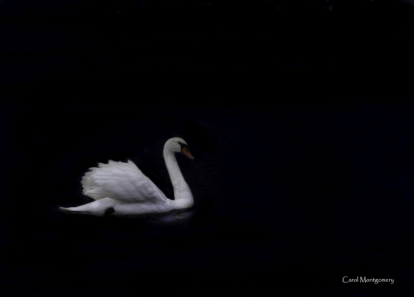 King Swan