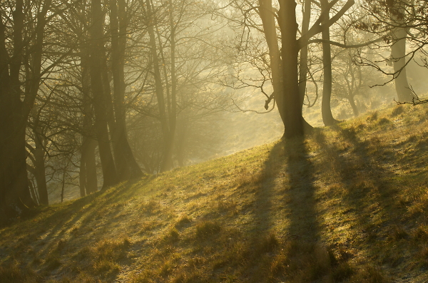 light through the trees