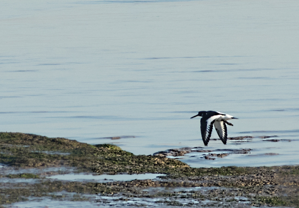 Oystercatcher