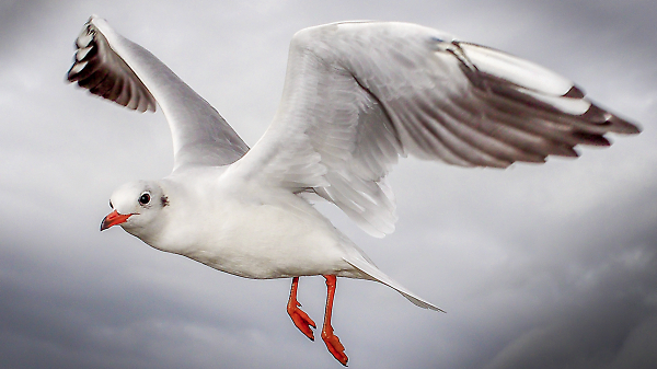 Seagull in flight