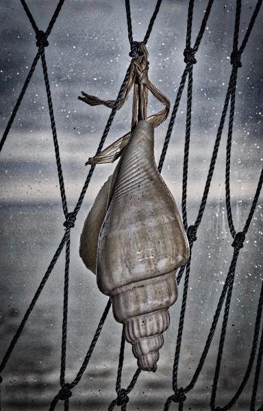 Seashell
