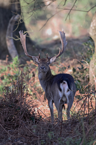 Fallow Deer