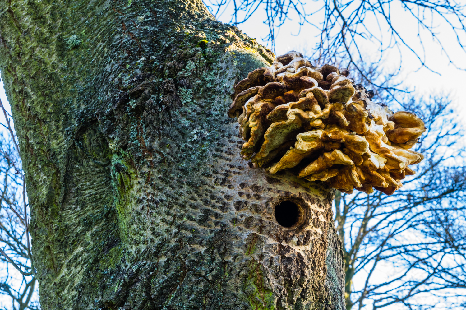 Woodpeckers House.