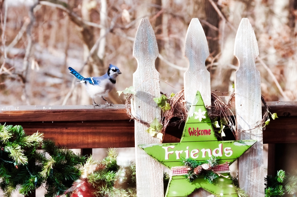 Welcome Friends Blue Jay