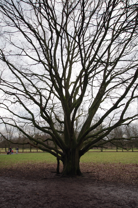 The 'Climbing Tree'