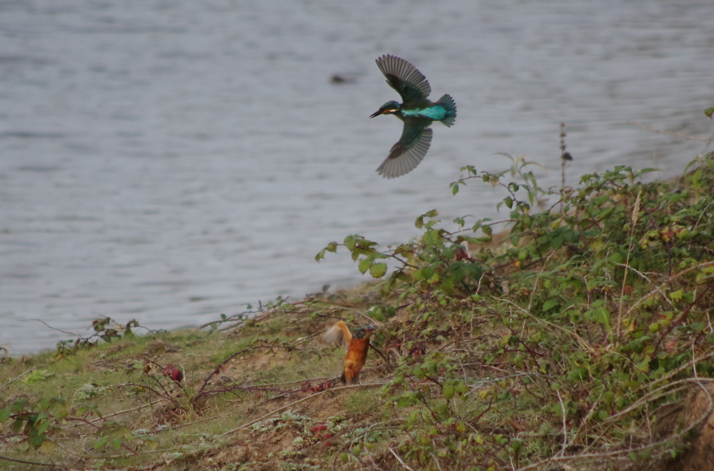 Two kingfishers
