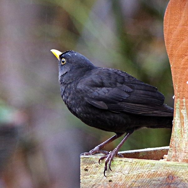 a wet blackbird