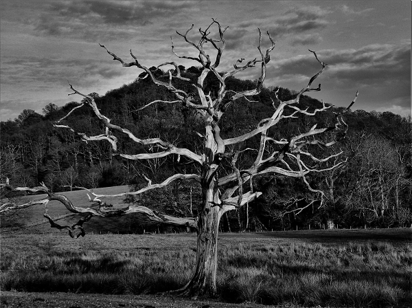 An Ex Tree