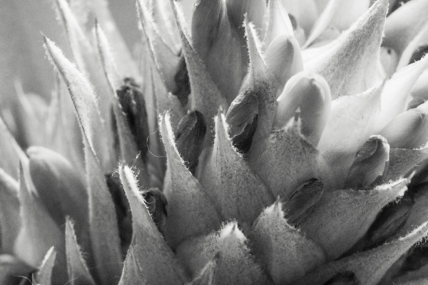 Bromelia Aechmea can be prickly