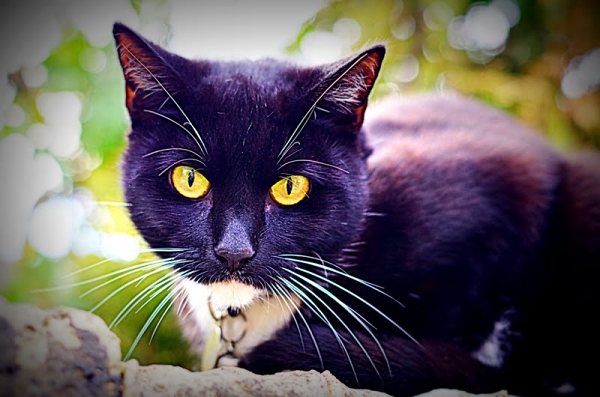 Cat on a backyard wall