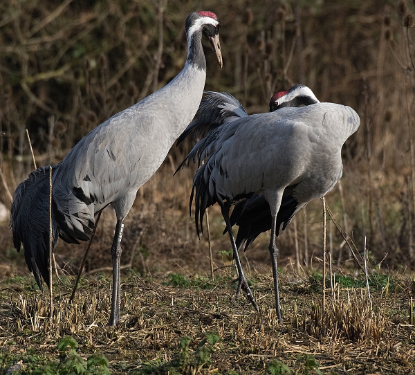 cranes