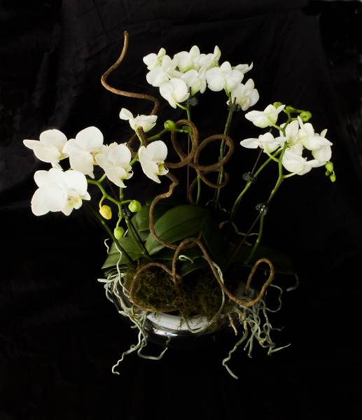 Miniature Orchids