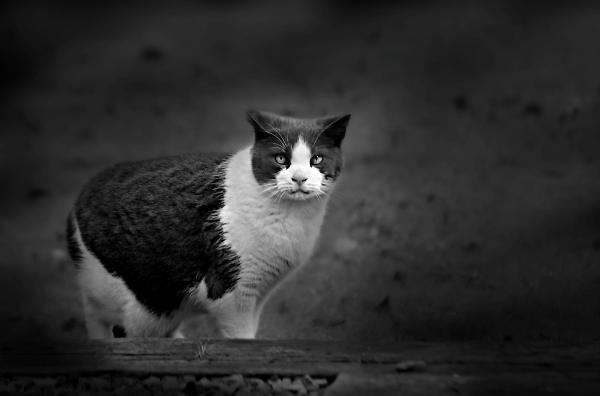 Moggie without a tail