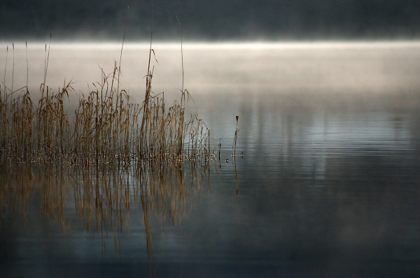 Reeds in the Mist