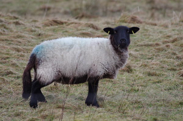 Sheep watching