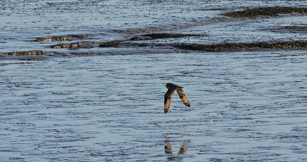 short eared owl Bristol channel estuary (Welsh side)