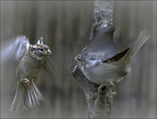 Sparrow stand off or flight off in my garden