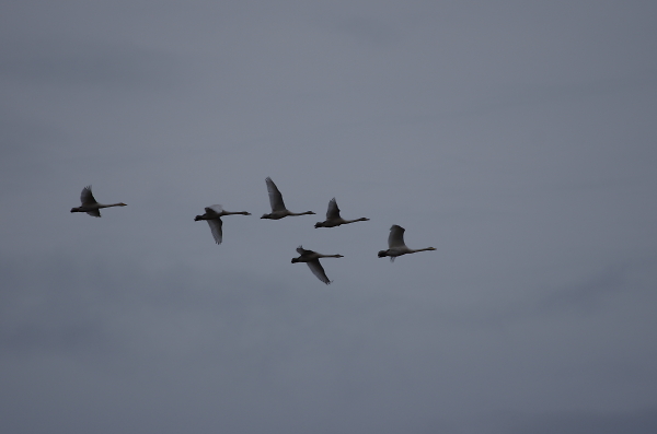 The swan family