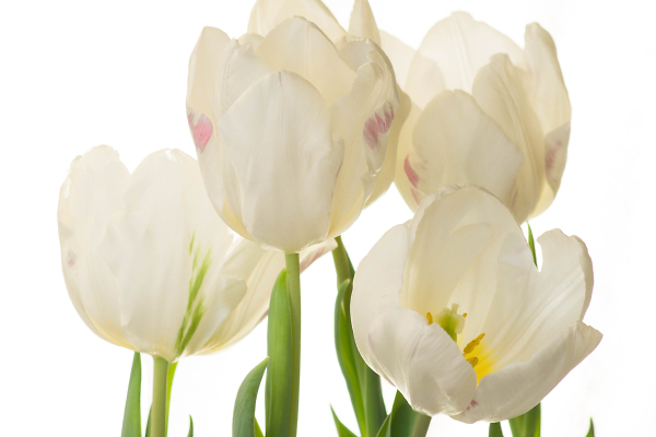 Tulip Study #3