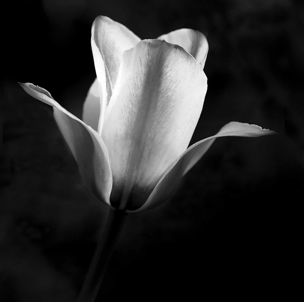 tulip