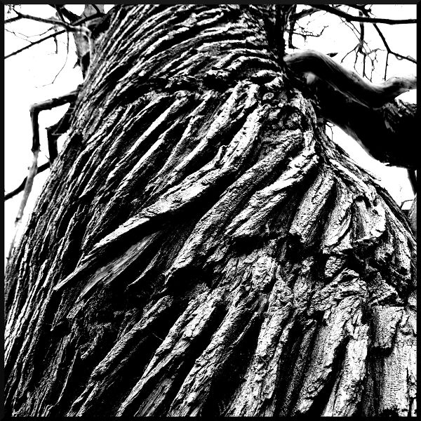 Twisted Tree Bark