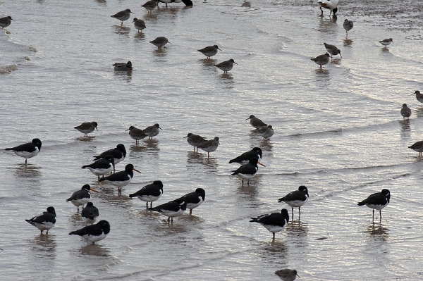 Waders on the estuary