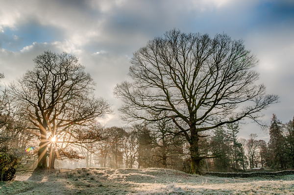 Winter Trees
