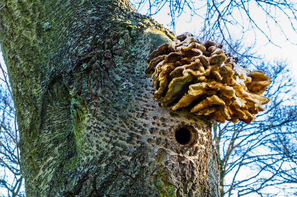 Woodpeckers House.