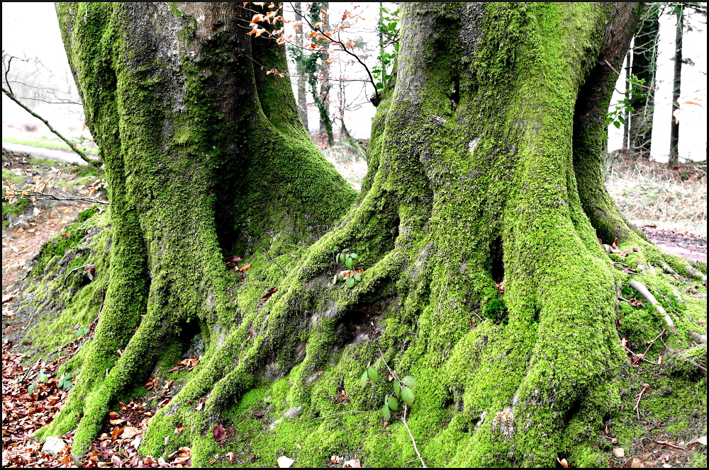 Blackborough Woods, Devon