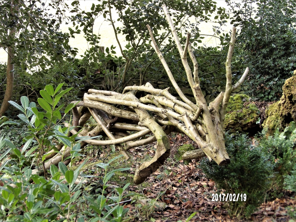 Deer
