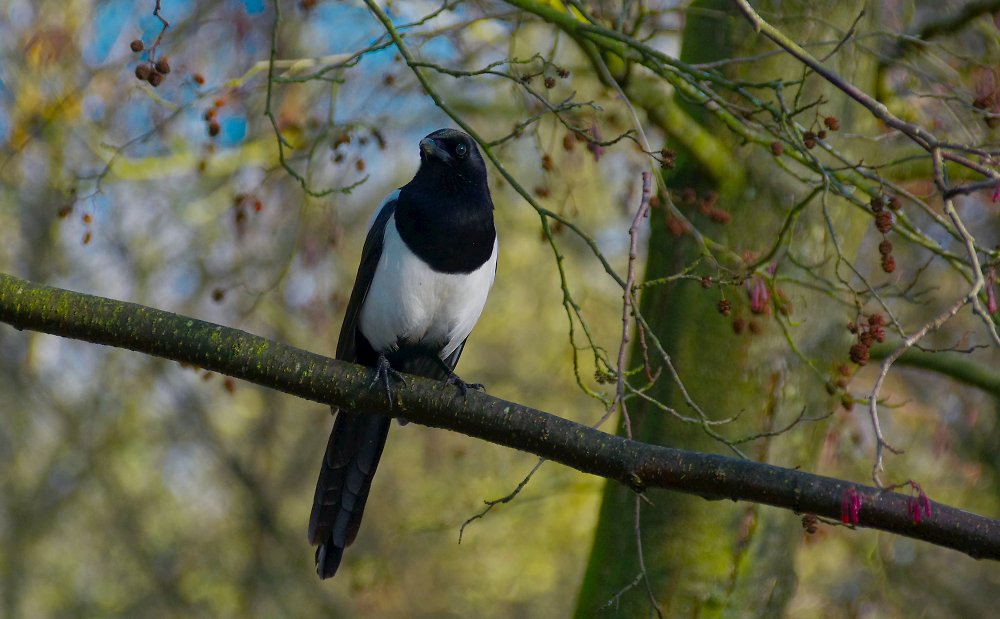 Magpie