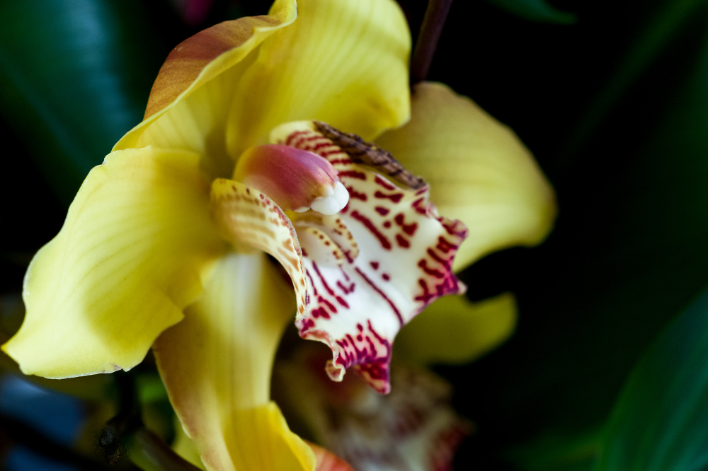 Orchid That Bites