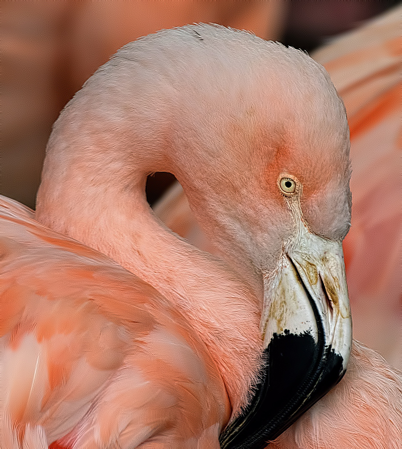 Pink Flamingo