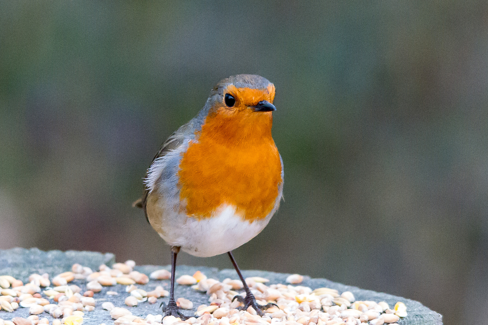 Robin
