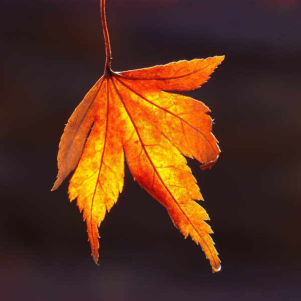 a survivor from autumn