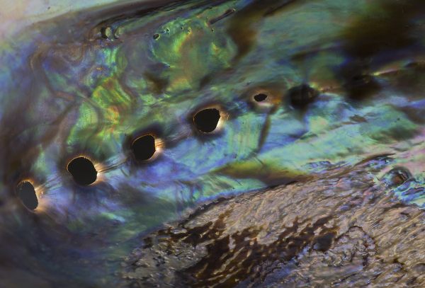 Abalone shell