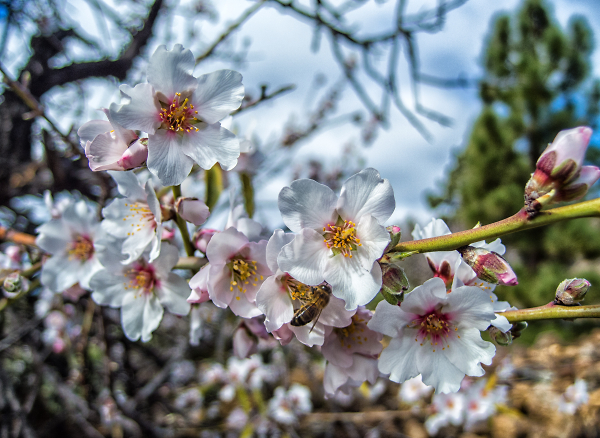 Almond Blossom