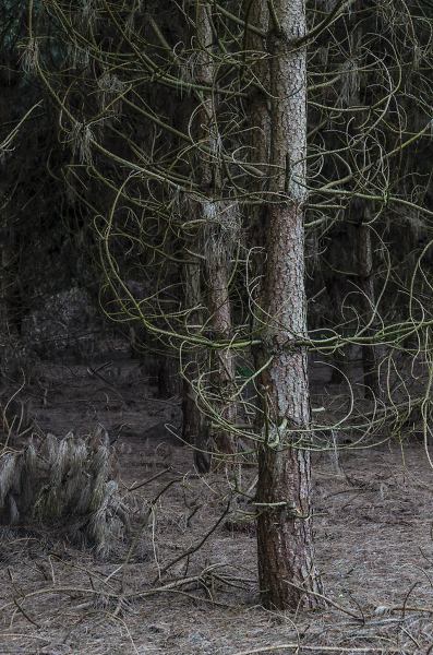 Bared conifer