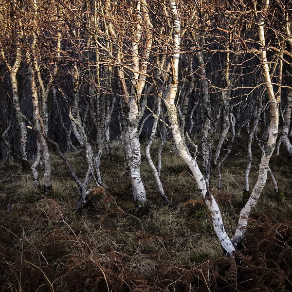 Birch Stand