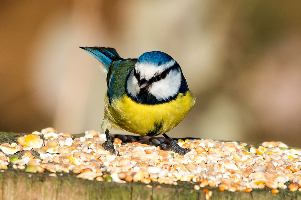 Blue Tit