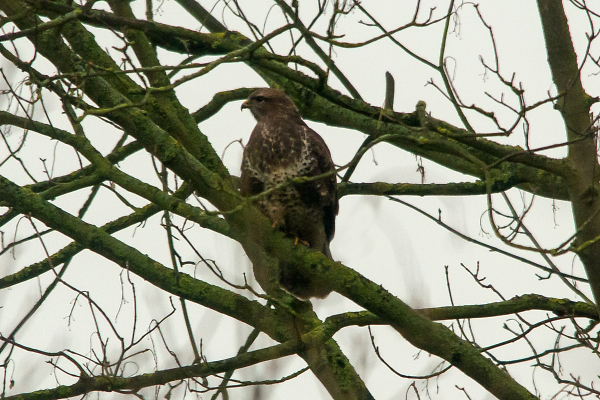Buzzard
