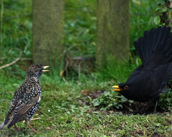 Confrontation