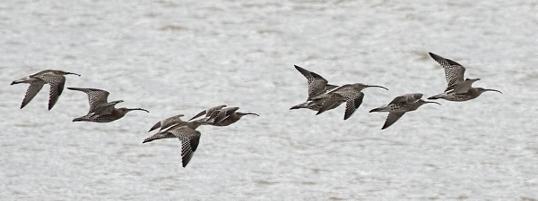 curlew in flight