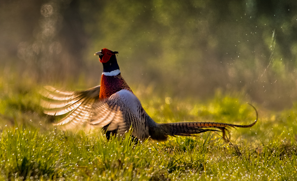 Early Bird